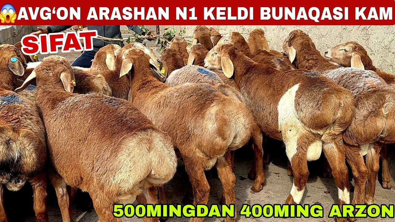 😱200kg sho’k narxlarda arashan sifat qo’chqorlar keldi taroziga xam k 4miln 200ming xa bor 500ming a