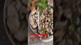 Tullsa ji ka paudha lagane ka tarika #Usha Muni # Jay maa Tulsi Maiya ❤️❤️❤️❤️❤️