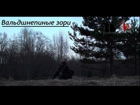 Видео: Охота на вальдшнепа на тяге. Сложный сезон. Дичи мало.