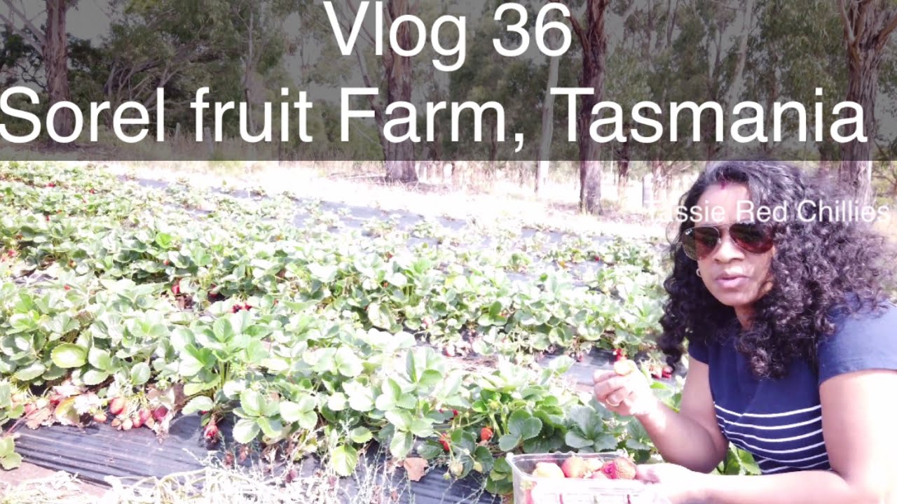 Sorel Fruit Farm|Vlog 36|Fruit farm|Tasmania (Tassie)|Jithin and Remya
