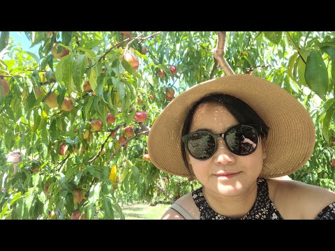 Lần này là đi hái Đào thiệt nha cả nhà. Peaching for real this time😄🍑🍑🍑