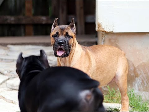 Video: Hemangioma ir sarkoma šunyse