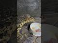 Rocco comiendo #foryou #animales #shortvideos #viral #reptiles #fyp