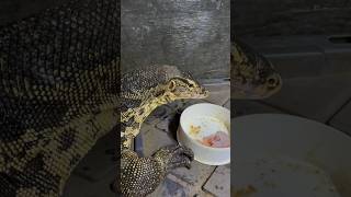 Rocco comiendo #foryou #animales #shortvideos #viral #reptiles #fyp