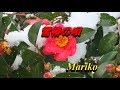 雪椿の唄   村上幸子  ★  Mariko