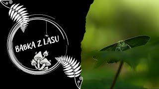 Motyl Miernik Zieleniak Z Gór Izerskich W Gąszczu Liści Przy Dźwięku Ptaków I Szumiącego Potoku