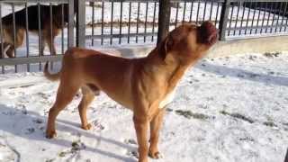 Shake, my Dogue De Bordeaux (French Mastiff) howl at sirens