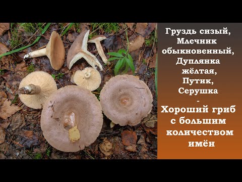 Вопрос: Гриб горькушка, какое описание и фото?