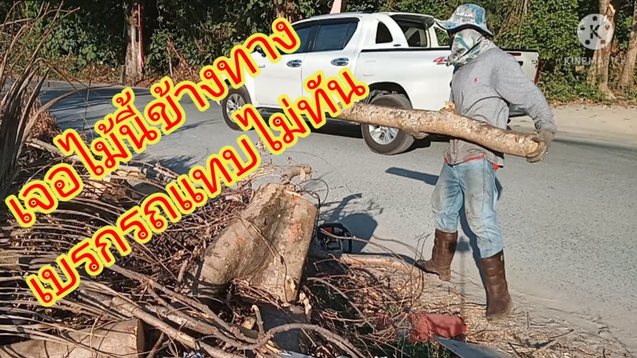 เตาเผาถ่านไร้ควัน ไม้หางนกยูงทำอะไรได้บ้าง เผาถ่านได้หรือไม่ คุณภาพถ่านเป็นเช่นไร@ทวีศรีมูล