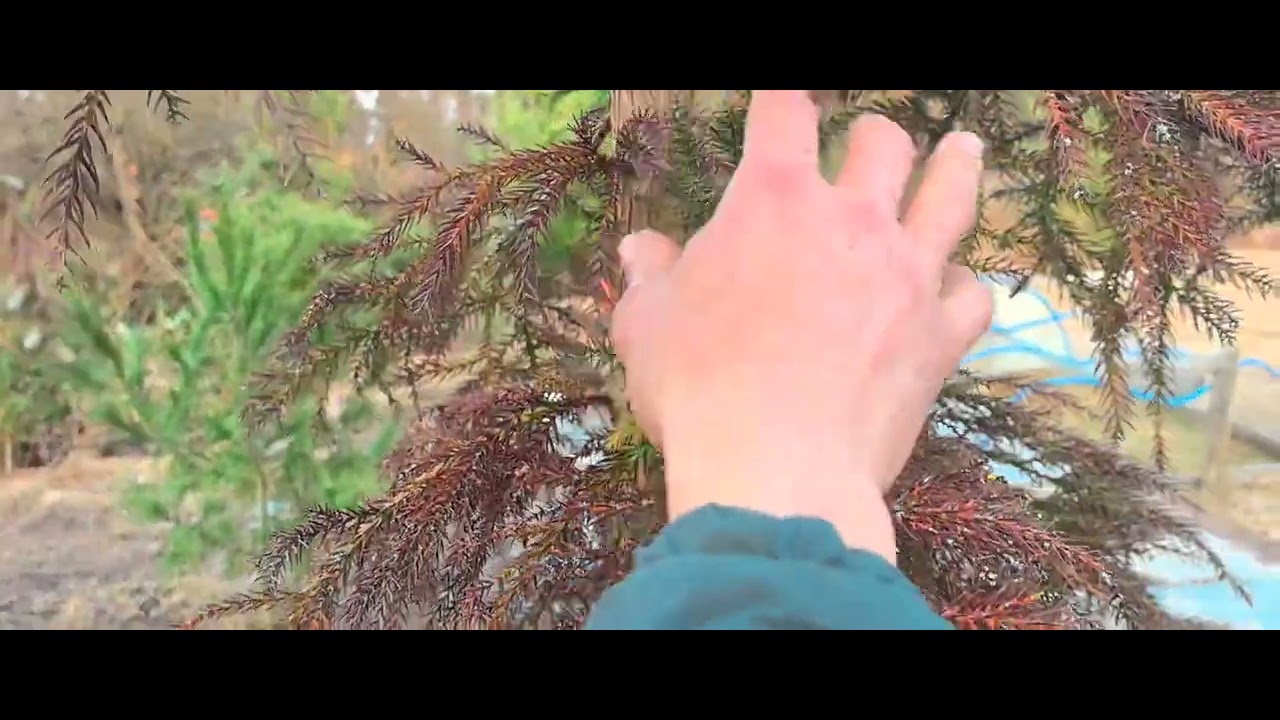 Секвойядендрон и другие пирофитрые кипарисовые