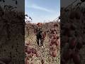 Enjoy Harvesting Red Jujube Activities 2025 Life Harvesting