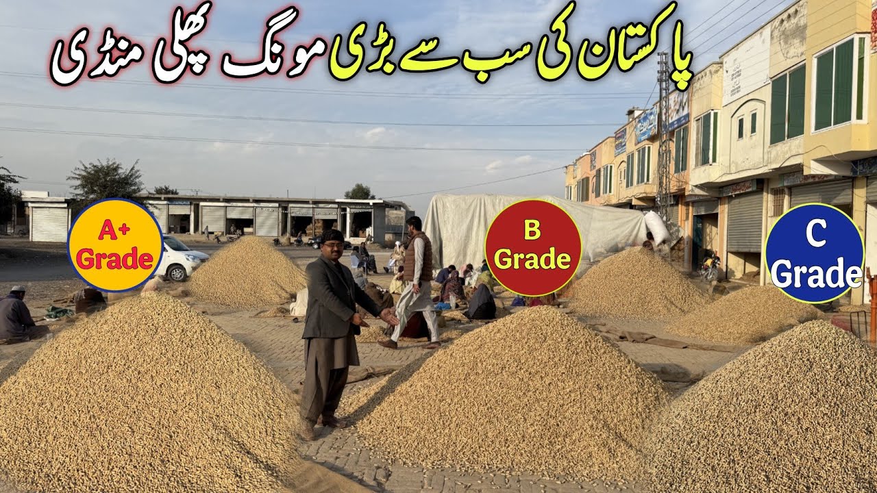 Pakistan Biggest Mongphali (Peanut)🥜 Mandi|Full tour prices, Grade & Quality 