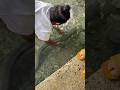 Giant igat o freshwater eel #fishing #fish