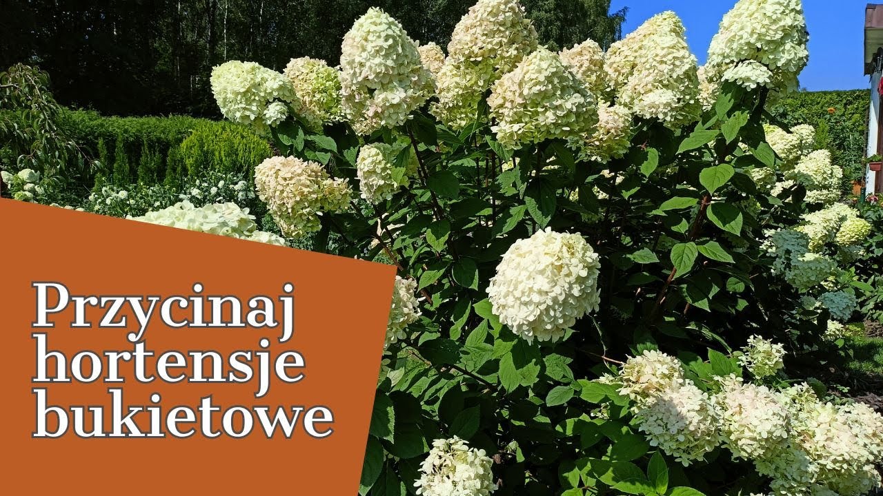 PRZYCIAJ HORTENSJE BUKIETOWE ✂🧹🧺PIERWSZE PORZĄDKI W LUTYM