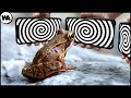 Things That Hypnotize Every Animal