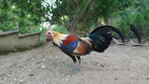 Gà rừng rặc thuần sau 1 năm|Gà Rừng Miền Núi