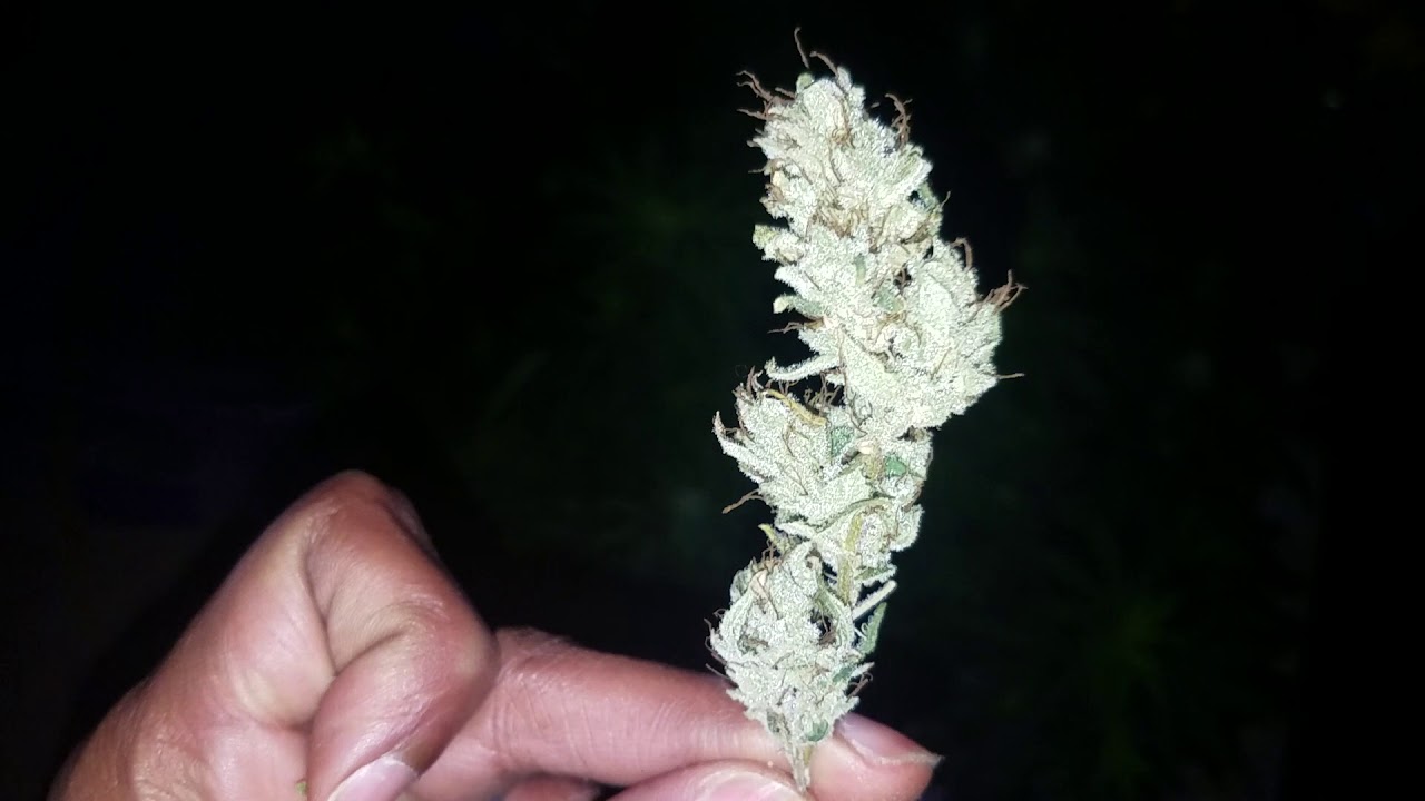 Chocolope Strain Review | Garden Update | Lil Gro Boy