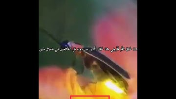 هذا خلق الله/ حالات واتس اب عن خلق الله/بصوت إسلام صبحي/تلاوه خاشعه