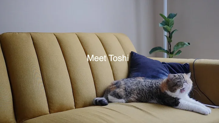 Watch the video about Living with an Exotic Short Hair Cat