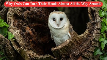 🦉 Why Owls Can Turn Their Heads Almost All the Way Around! |  #EducationalVideo #TopKidsZone