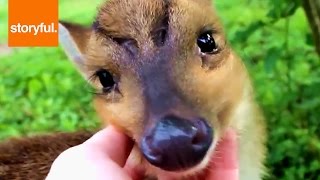 Baby Deer Loves To Lick And Be Massaged (Storyful, Wild Animals) Baby Deer Loves To Lick And Be Massaged (Storyful, Wild Animals)