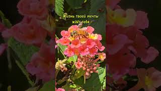 #цитатыосмысле #цитатыпрожизнь #жиза #психологияжизни #мысли #психологияличности #психология #usa