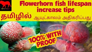 Flowerhorn fish lifespan increase tips in tamil/flowerhorn fish/Petstamila/Tamil/fishes by Pets Tamila 2,640 views 3 years ago 9 minutes