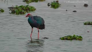 Greyheaded swamphen at Saul kere lake