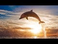 Peaceful music relaxing music instrumental music nature the graceful earth tim janis
