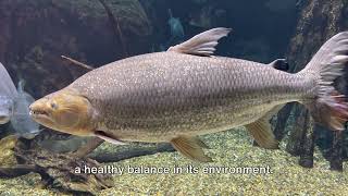 Jaws of the River: Unveiling the Goliath Tigerfish's Ferocious Bite!