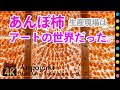あんぽ柿～驚愕！福島の生産農家を訪ねたら生産現場・柿畑ともに芸術の世界でした。（anpogaki / fukushima pref.)