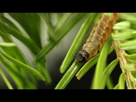 Vidéo: Les chenilles de la tordeuse des bourgeons - Comment tuer les tordeuses des bourgeons sur les plantes