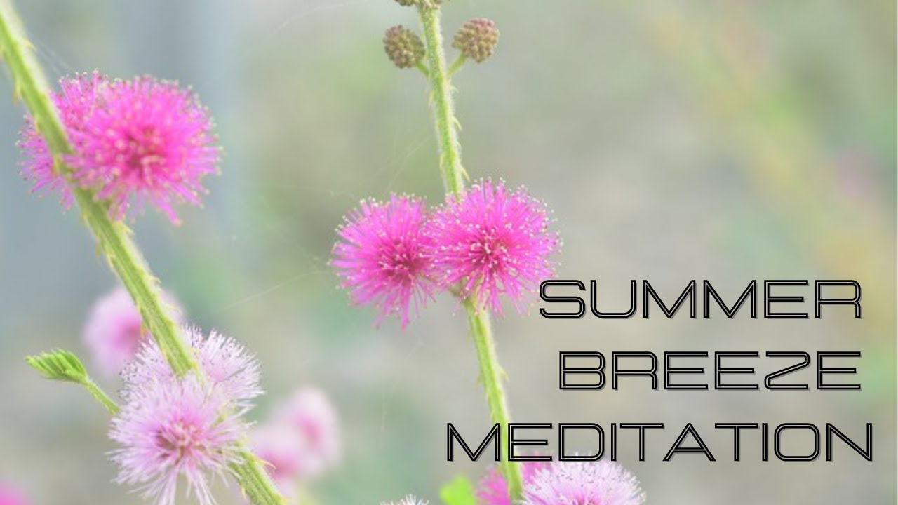 Watch Summer Breeze Meditation, Relaxing Music,The Mimosa on YouTube Watch Summer Breeze Meditation, Relaxing Music,The Mimosa on YouTube