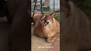 Gosha Kerr : Big Floppa #caracal