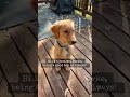 #dogsofyoutube #puppy #goldenretreiver #burkewaynethegolden #pets #retreiver #doglife