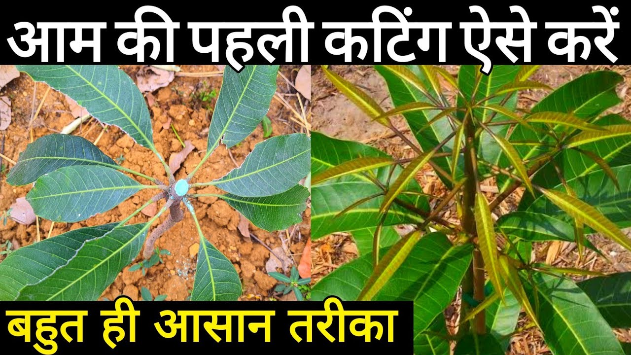 How to prune Mango plant | Aam ki cutting kab karen |Mango tree pruning ...