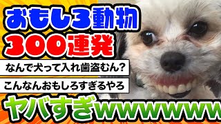 【2ch動物スレ】【豪華】ツッコミどころ満載なおもしろ動物動画300連発