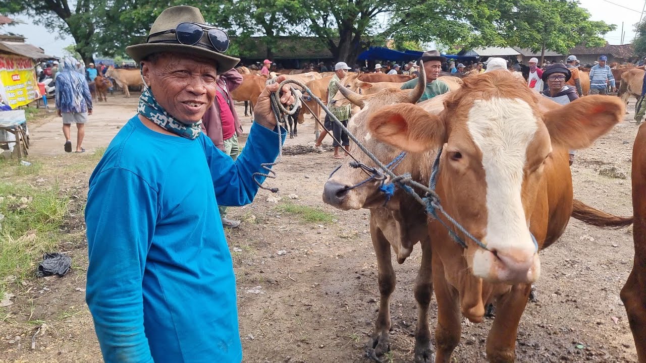 SAPI BETINA HAMIL 6 BULAN CUMA 18 JUTA DI PASAR PON NGULAKAN PATI | SENIN 26 JANUARI 2026