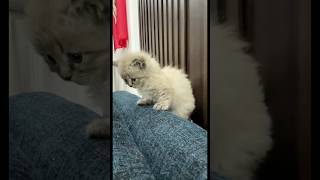     شوف جابت ايه                         كوميديات        هتضحك  عشقالطبيعه                       سمعها