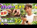 【パンジー・ビオラ】実演！ポット苗の植え付けと失敗しないコツ【ハイポネックス】【リキダス】