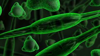 MyCrow Essay: Telemarkers wanna talk about phytoplankton