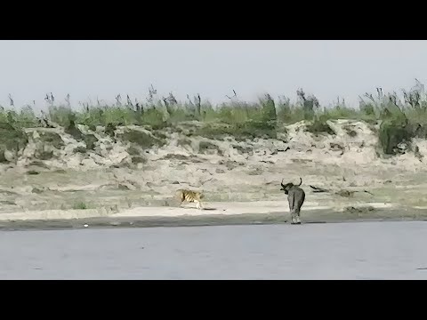 Tiger Vs Wild Buffalo 