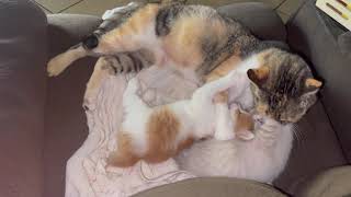 No Words To Describe The Love Of A Mother Cat Part 1 by CUTE  FUNNY ADORABLE ANIMALS 34 views 2 years ago 2 minutes, 31 seconds