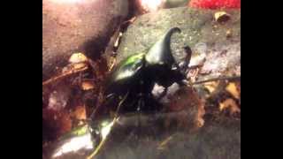 Rhinoceros Beetles Dynastinae