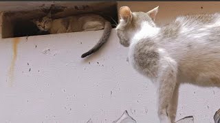 Fighting Cat jumps into ventilation in house | Cat fight