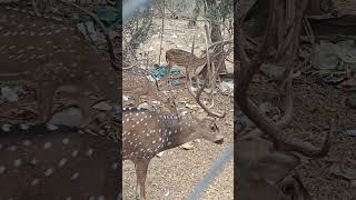 Chital #spotted #deer #india #nature
