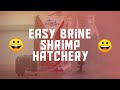 Easy Brine Shrimp Hatchery
