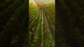 Sustainable Farming for Food Safety | GLOBALG.A.P. & IndGAP Guide | #foodsafety #sustainablefarming