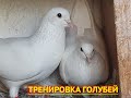 Тренировка голубей на полигоне!