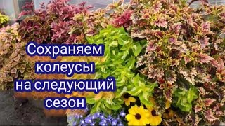 Колеусы. Как сохранить зимой. Самый простой способ черенкования.